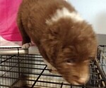 Small Photo #5 Australian Shepherd Puppy For Sale in SYLVA, NC, USA