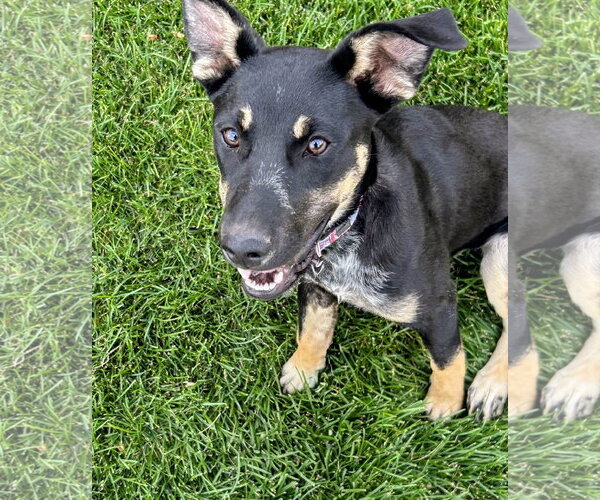 Medium Photo #3 Shepweiller Puppy For Sale in Sandy, UT, USA