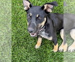 Small Photo #3 Shepweiller Puppy For Sale in Sandy, UT, USA