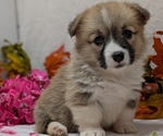 Small #10 Pembroke Welsh Corgi