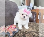 Small #3 Maltese