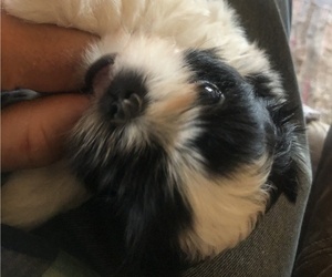 Shih Tzu Puppy for sale in CORVALLIS, OR, USA
