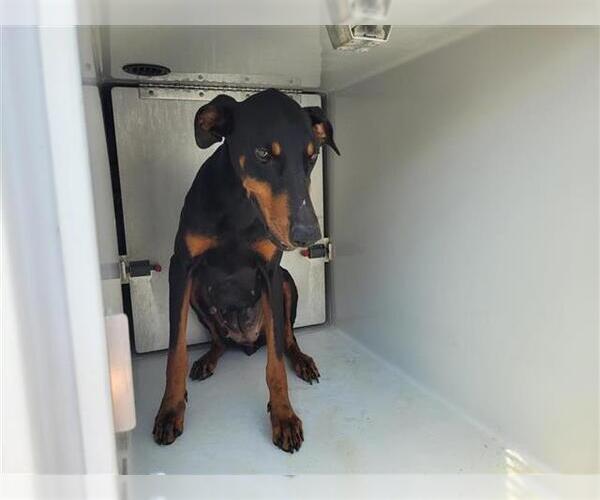 Medium Photo #1 Doberman Pinscher Puppy For Sale in Houston, TX, USA