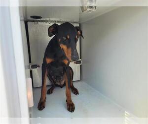 Doberman Pinscher Dogs for adoption in Houston, TX, USA