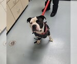 BEAR - Male Mutt Dog for Adoption - Small photo