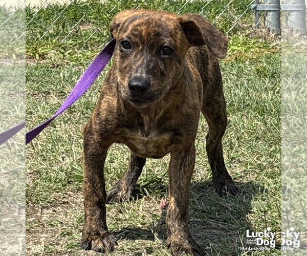 Medium Photo #2 Retriever -Unknown Mix Puppy For Sale in Washington, DC, USA