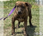 Small #1 Retriever  Mix