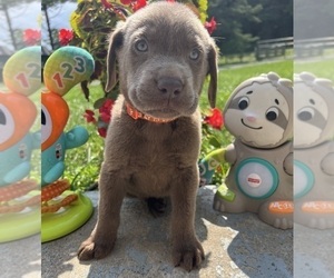 Labrador Retriever Puppy for sale in NEOLA, WV, USA