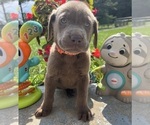 Image preview for Ad Listing. Nickname: AKC Ready to Go
