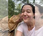 Small #2 American Pit Bull Terrier Mix