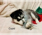 Small Photo #29 Siberian Husky Puppy For Sale in WASHBURN, WI, USA