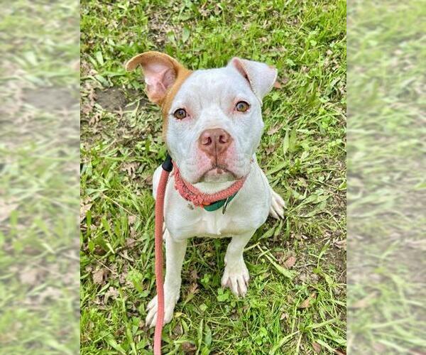 Medium Photo #1 American Pit Bull Terrier Puppy For Sale in Sacramento, CA, USA