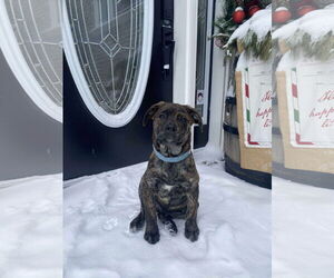 English Mastweiler Dogs for adoption in Oro Medonte, Ontario, Canada