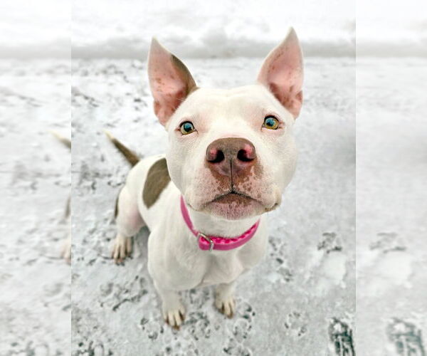 Medium Photo #4 Mutt Puppy For Sale in Westminster, MA, USA