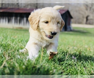 Goldendoodle Puppy for sale in TAYLORVILLE, IL, USA