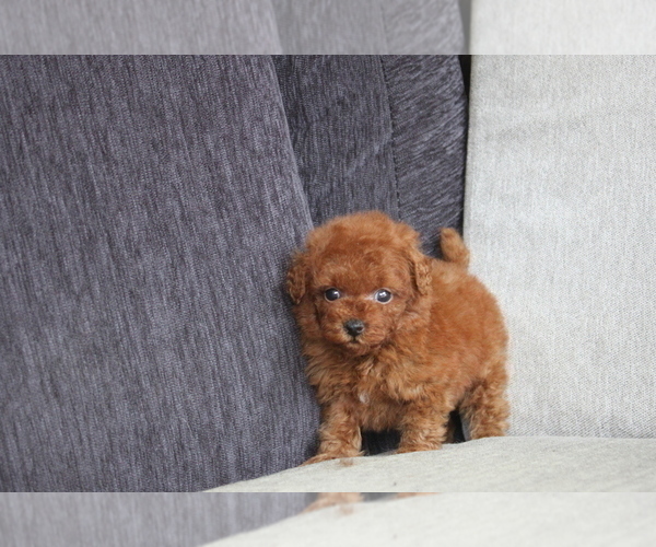 Medium Photo #2 Poodle (Toy) Puppy For Sale in DALLAS, TX, USA