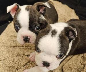 Boston Terrier Puppy for sale in CHARLOTTE, NC, USA