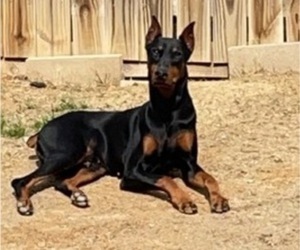 Father of the Doberman Pinscher puppies born on 02/09/2023