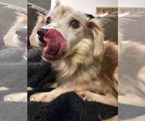 Debbie - Female Mutt Dog for Adoption - Photo #2