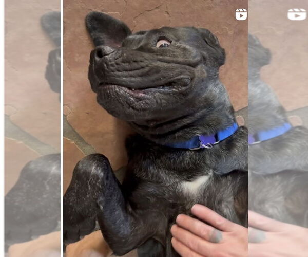 Medium Photo #11 Mastiff Puppy For Sale in Goodyear, AZ, USA