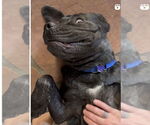 Small #10 Mastiff