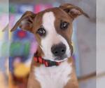 Small #13 Labrador Retriever Mix
