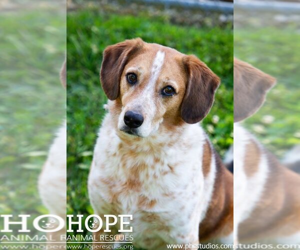 Medium Photo #1 Beagle-Unknown Mix Puppy For Sale in Godfrey, IL, USA