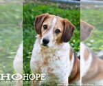 Small Beagle Mix