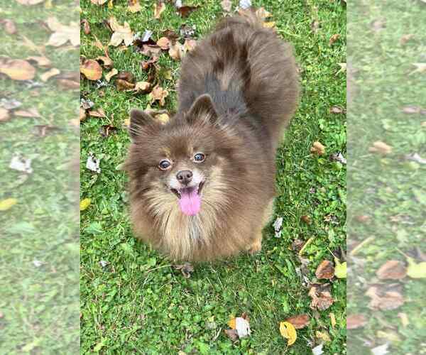 Medium Photo #1 Pomeranian Puppy For Sale in Springdale, PA, USA