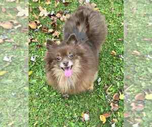 Pomeranian Dogs for adoption in Springdale, PA, USA