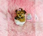Small Morkie