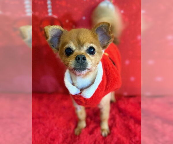 Medium Photo #6 Pomeranian-Unknown Mix Puppy For Sale in Arlington, VA, USA