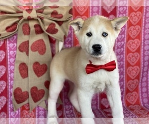 Akita-Siberian Husky Mix Puppy for sale in LANCASTER, PA, USA