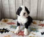 Puppy Checkers Bernedoodle