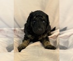 Cordell - Female Bernedoodle (Miniature) Puppy for Sale - Photo #6