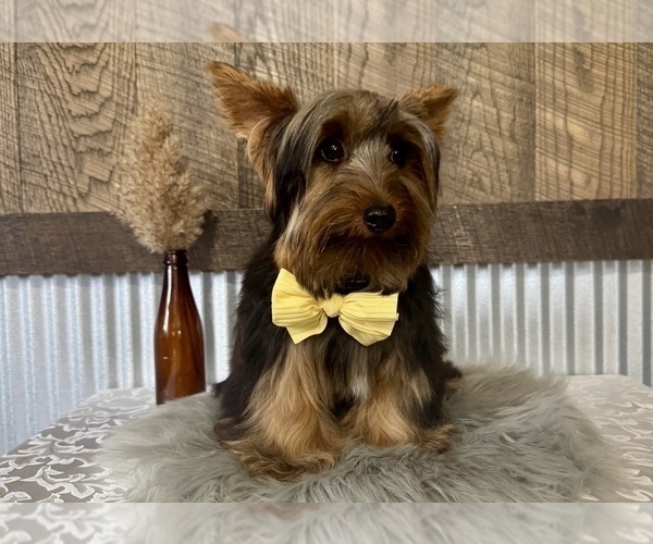 Medium Photo #7 Yorkshire Terrier Puppy For Sale in NAPPANEE, IN, USA