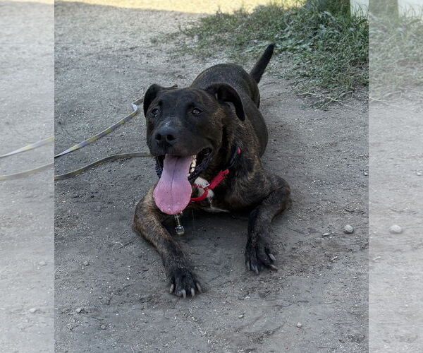 Medium Photo #3 American Pit Bull Terrier-Unknown Mix Puppy For Sale in Virginia Beach, VA, USA