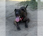 Small #2 American Pit Bull Terrier Mix