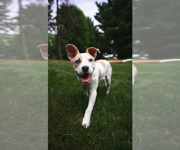 Medium Photo #6 American Pit Bull Terrier-Unknown Mix Puppy For Sale in Andover, MN, USA