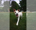 Small #5 American Pit Bull Terrier Mix