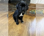 Small Photo #3 Cane Corso Puppy For Sale in ARDEN, NC, USA