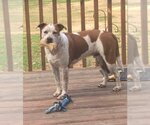 Small Boxer-Brittany Mix