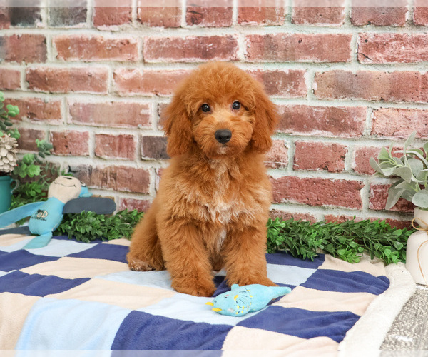Medium Photo #1 Goldendoodle mix (+ Poodle Miniature) Puppy For Sale in SYRACUSE, IN, USA