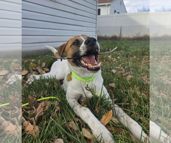 Medium Photo #11 Mutt Puppy For Sale in Sandy, UT, USA