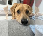 Small Photo #4 Labrador Retriever-Unknown Mix Puppy For Sale in Oakhurst, NJ, USA