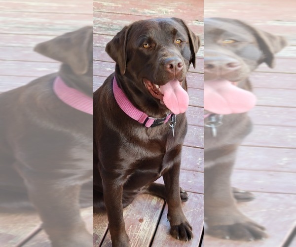 Medium Photo #1 Labrador Retriever Puppy For Sale in LITTLE MOUNTAIN, SC, USA