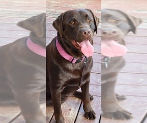 Mother of the Labrador Retriever puppies born on 07/02/2026