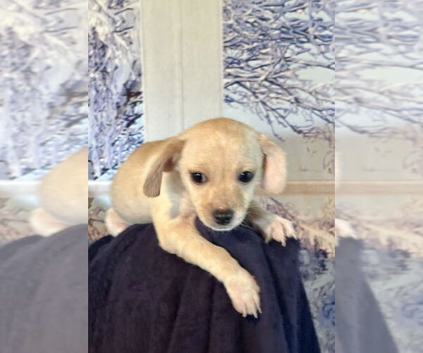 Medium Photo #4 Chihuahua Puppy For Sale in San Diego, CA, USA