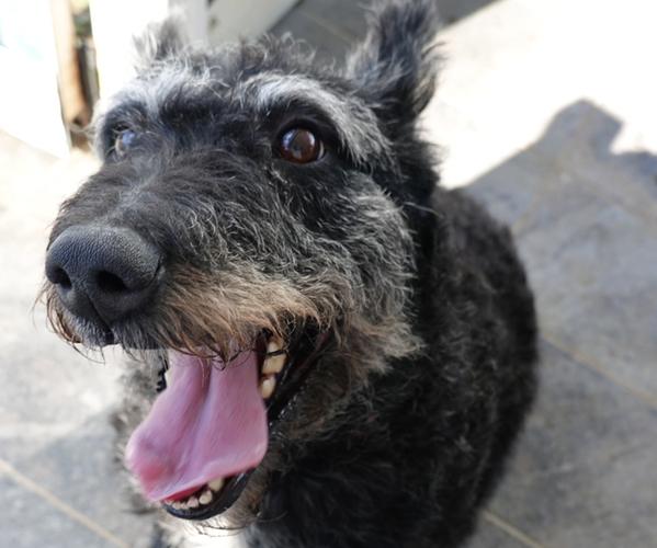 Medium Photo #1 Dutch Shepherd Dog Puppy For Sale in S CHARLESTON, WV, USA
