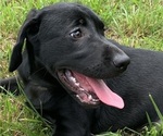 Small #4 Labrador Retriever